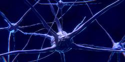 image_cerveau