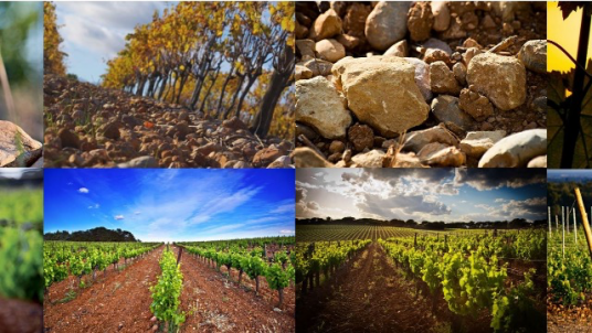 Oenologie: domaine de l’Arbousier et du Puech-Haut